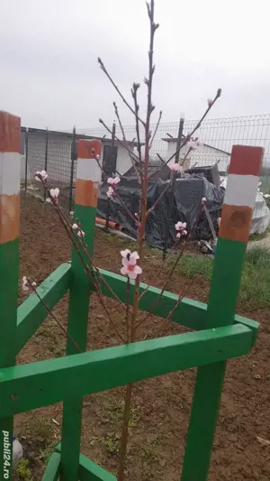 Teren intravilan în comuna Cornetu  - imagine 7