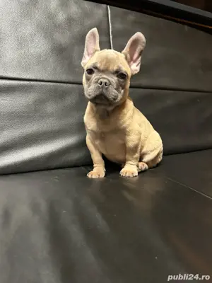 Bulldog Francez Blue si Blue Fawn - imagine 2