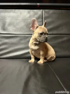 Bulldog Francez Blue si Blue Fawn