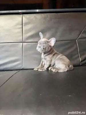 Bulldog Francez Blue si Blue Fawn - imagine 4