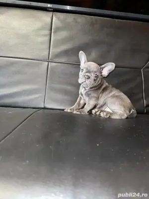 Bulldog Francez Blue si Blue Fawn - imagine 3