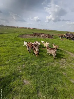 iezi de vînzare - imagine 3