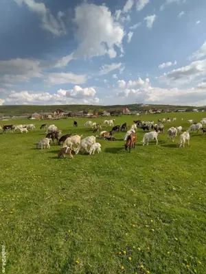 iezi de vînzare - imagine 5