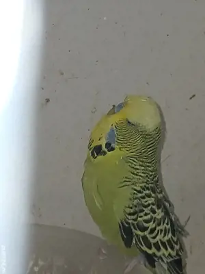 Crescator vand perusi standard sau normali