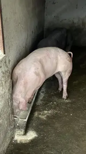 Ofer spre vânzare doi porci între 150-170 de kg !