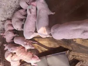 Purcei de carne, pik