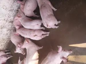 Purcei de carne, pik - imagine 3 Purcei de carne, pik - imagine 3