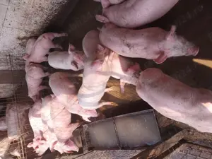 Purcei de carne, pik - imagine 2 Purcei de carne, pik - imagine 2