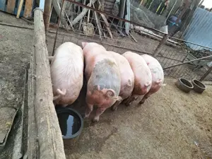 vand scrofițe de rasa