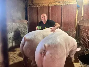 Porci serano iberic bianco