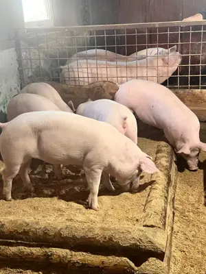 Porci serano iberic bianco - imagine 4