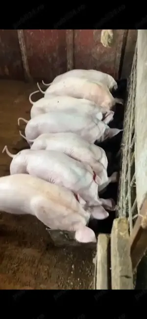 Porci serano iberic bianco - imagine 3