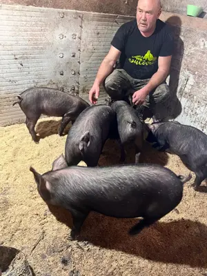 porci iberici - imagine 5