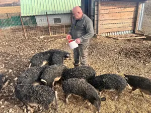 mangalita de vansare disponibil purcei si scrofite de prasila  la 400 roni bucata