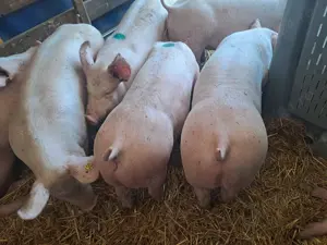 Vând purcei și șoldani  - imagine 5