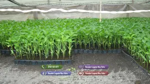 Rasaduri rosii ardei castraveti vinete alte rasaduri legume de vanzare - imagine 4