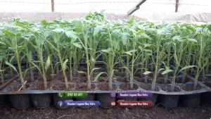 Rasaduri rosii ardei castraveti vinete alte rasaduri legume de vanzare - imagine 2