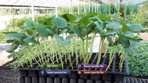 Rasaduri rosii ardei castraveti vinete alte rasaduri legume de vanzare - imagine 5