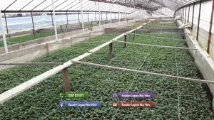 Rasaduri rosii ardei castraveti vinete alte rasaduri legume de vanzare - imagine 7