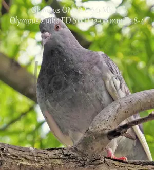 Obiectiv foto (profi) Olympus 12-60mm F2.8-4, 4 3+Adaptor Olympus MMF-3,stare f. buna - imagine 5