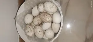 Vând ouă de gâscă 