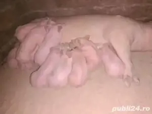 disponibilă mama - imagine 2