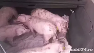 disponibilă mama - imagine 3