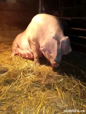 Landras de reproducere 