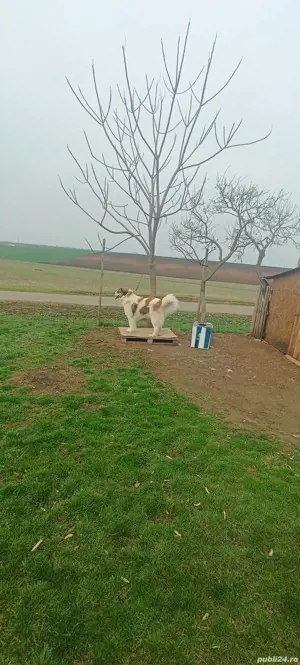 Mascul Ciobanesc de Bucovina 