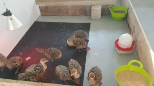 ingrijitor ferma struti - imagine 2 ingrijitor ferma struti - imagine 2