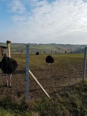 ingrijitor ferma struti