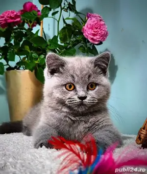 British shorthair Blue  - imagine 4