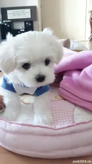 bichon maltez alb femela