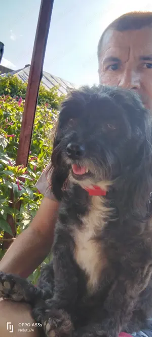 doresc colaborare,angajare - imagine 3