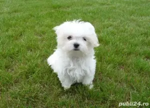 bichon maltez alb talie micuta femela - imagine 2