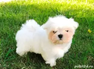 bichon maltez alb talie micuta femela