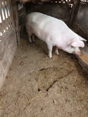 Porc crescut la țară, cumpărat anul trecut - imagine 2