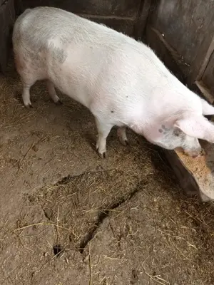 Porc crescut la țară, cumpărat anul trecut