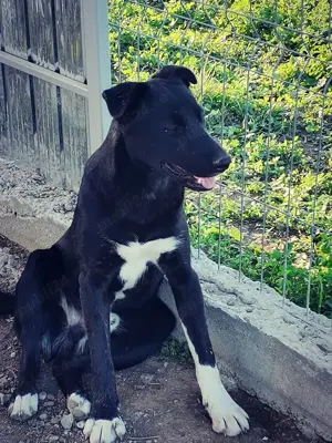 Catel spre adoptie responsabila