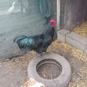 Vand sau schimb 2 cocosi australorp negru