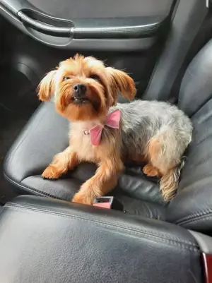 Yorkshire  - imagine 2