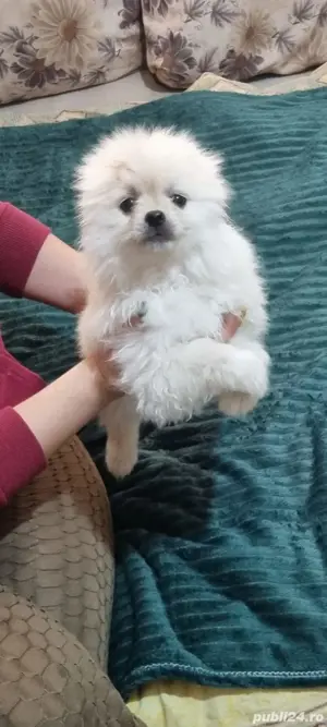 Pomeranian cauta casa noua - imagine 2