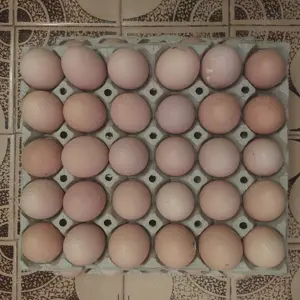 Vand ouă de găini de casă 