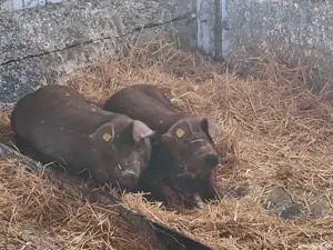 purcei duroc - imagine 3 purcei duroc - imagine 3