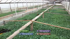 Rasad | Rasaduri legume ardei rosii castraveti vinete salata telina - imagine 2