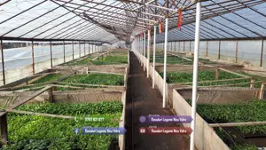 Rasad | Rasaduri legume ardei rosii castraveti vinete salata telina - imagine 5