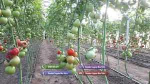 Rasad | Rasaduri legume ardei rosii castraveti vinete salata telina - imagine 6