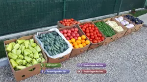 Rasad | Rasaduri legume ardei rosii castraveti vinete salata telina - imagine 8