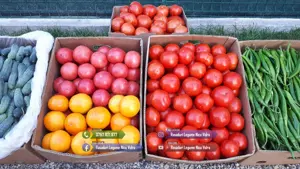 Rasad | Rasaduri legume ardei rosii castraveti vinete salata telina - imagine 7