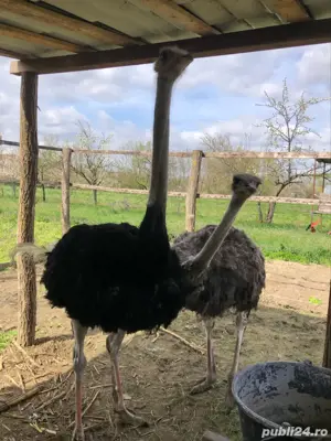 familei de struti africani  - imagine 2